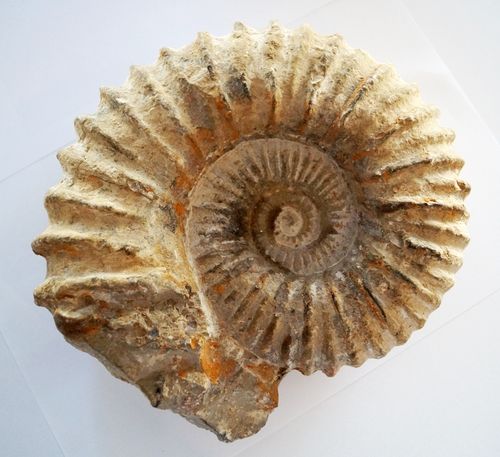 Ammonit aus Marokko
